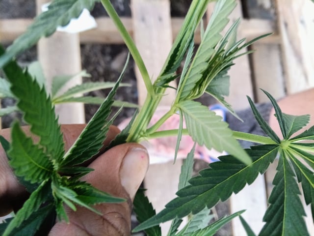 first 4 — vegetative, day 18