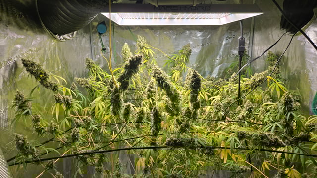 Big Momma Blue Dream  — flower, day 57