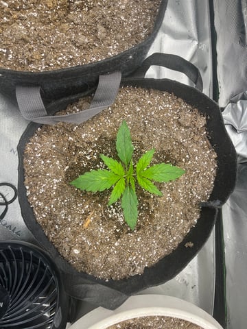 Chick n Wafflez, Big Bud Auto, Strawberry cheesecake auto — vegetative, day 15
