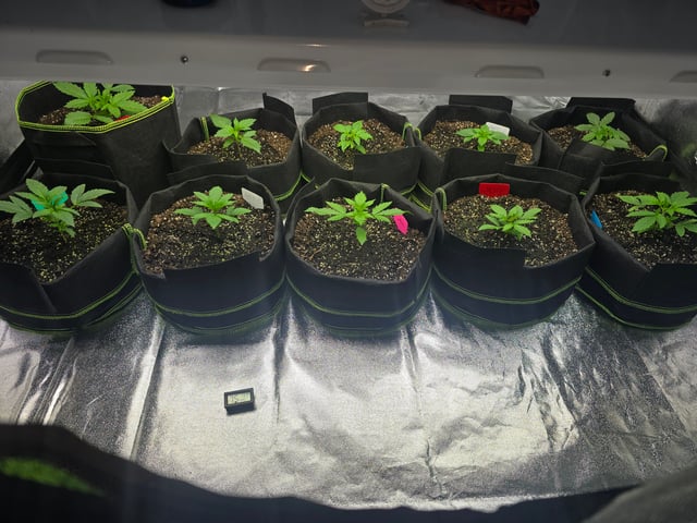 2nd Autoflower Indoor Grow — vegetative, day 16