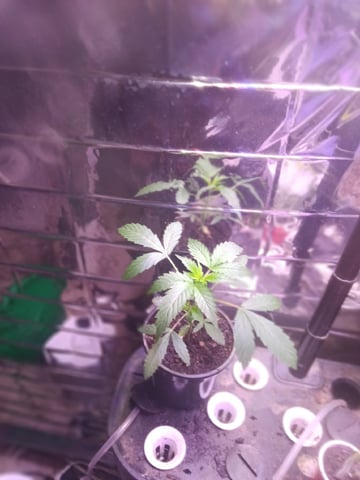 Queen Royal Autoflower  — vegetative, day 66