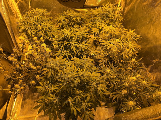 Autos AGAIN — flower, day 53