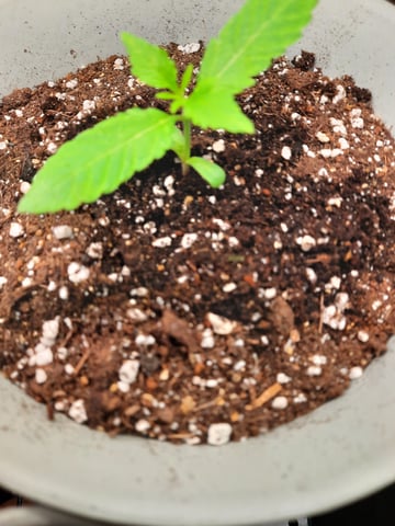 missing pieces — vegetative, day 13