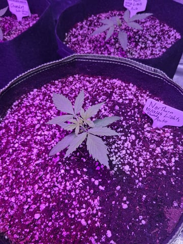 first auto grow — seedling_rooting, day 14