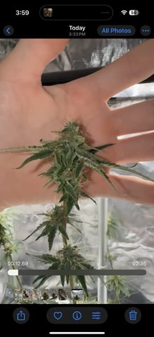 Dave’s grow — done, day 108