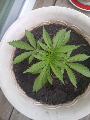 Vegetative  — vegetative, day 29