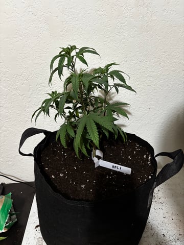 Outdoor Grow — vegetative, day 87