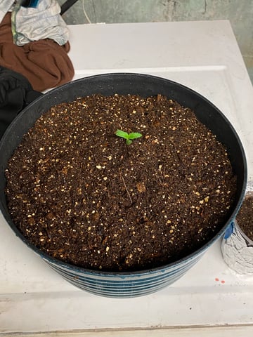 My First Grow — seedling_rooting, day 12