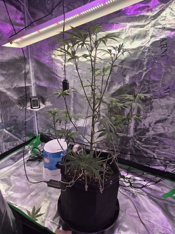 Kalini Asia Auto  — vegetative, day 13