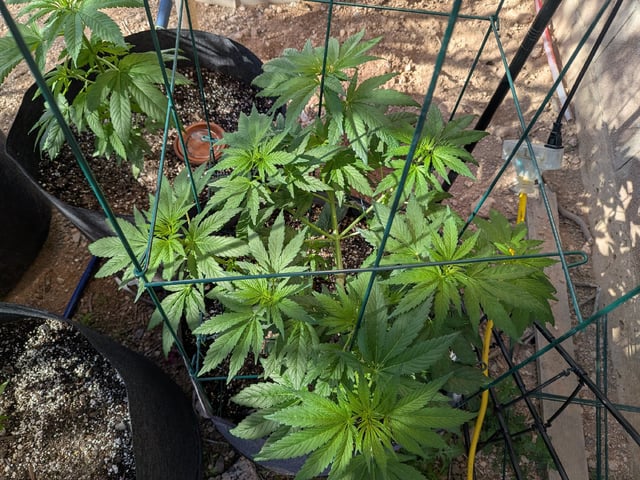 October Start — flower, day 69