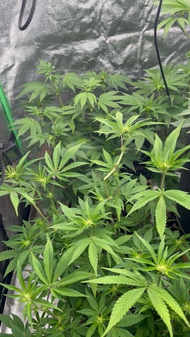 CB (Fem Photo) — flower, day 37