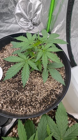 Mixed Grow — grow_setup, day 32