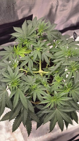 mc nuggets r1 — flower, day 51