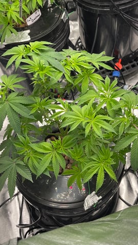 1st Ever Grow (Fat Bastard)(RDWC)  — vegetative, day 81