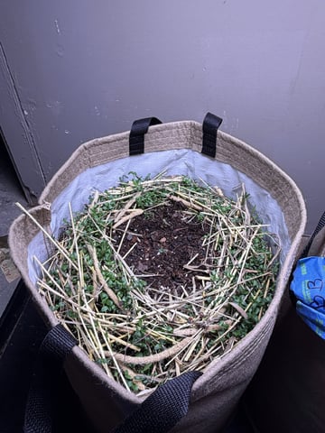 510 First Run! — seedling_rooting, day 5