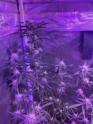 Banana  — auto, day 61