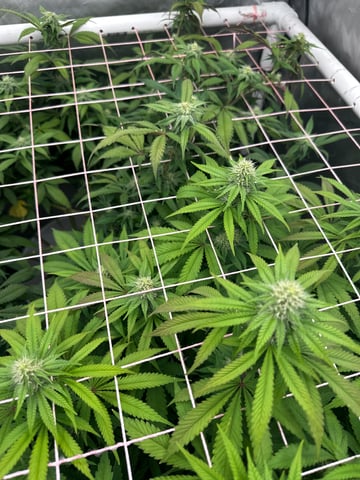 Grow#2 — flower, day 61