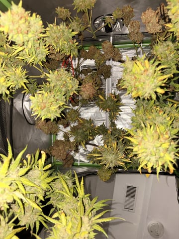 Muliflex — harvest, day 105