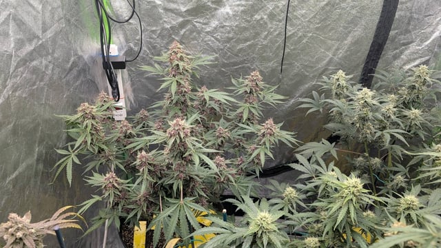 Mixed Grow — flower, day 97