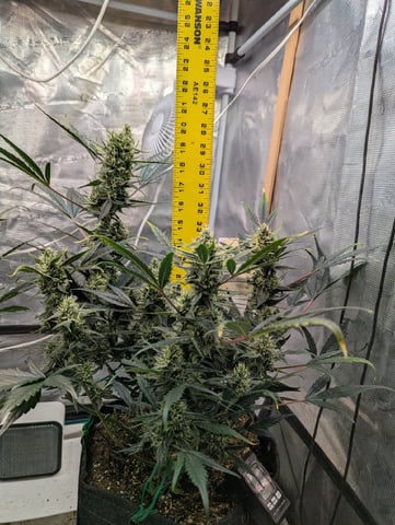 Fastbudz Ztrawberriez