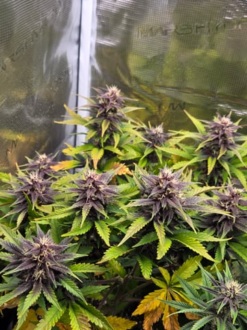 second grow — flower, day 49