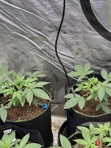 Good Genetix G-Line + Fat Bastard auto — auto, day 30