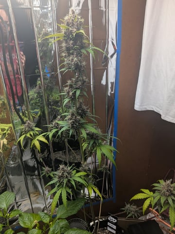 Mendo Frost / Gorilla Cookie / Banana Purple Punch  — flower, day 71