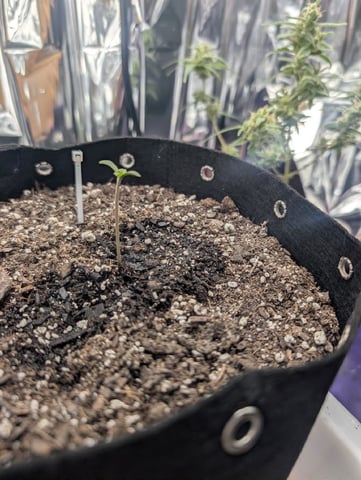 Zkittlez (Auto) — seedling_rooting, day 6