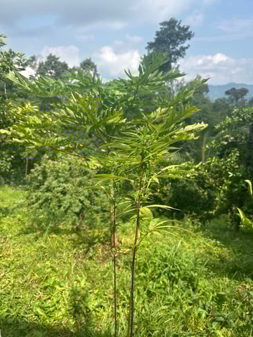 Flora — grow_setup, day 2