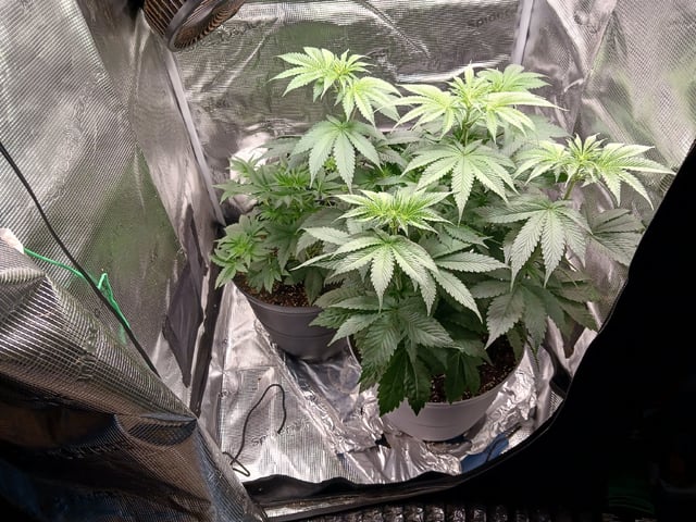 Gorilla Sherbert Feminized From Blimburn Seeds  — flower, day 36