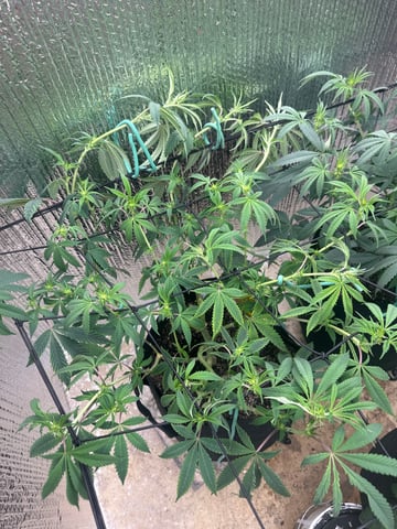 trying some bag seeds — flower, day 37