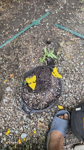 Ok We Ready For Outside — dead, day 35