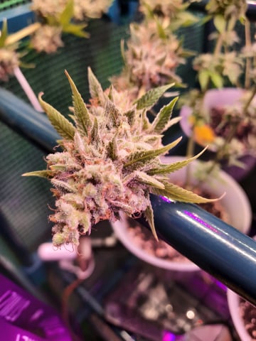 missing pieces — flower, day 140