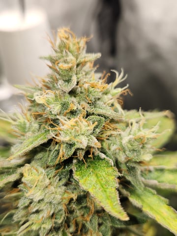 Another round of Mephisto Genetics from Schoolyard Crush and Do-si-delirium drops. — flower, day 61