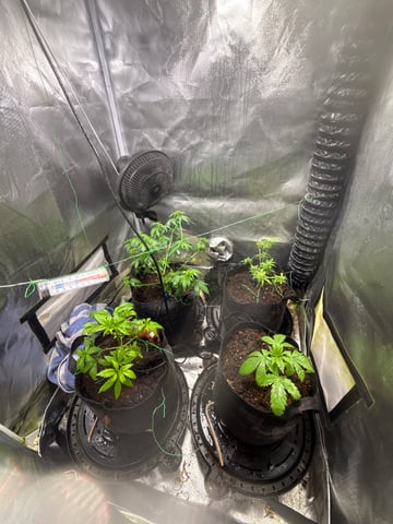 apple fritter/ Cinderella  — auto, day 8