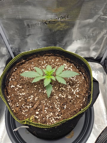 Mimosa Bruce Banner XL — vegetative, day 15