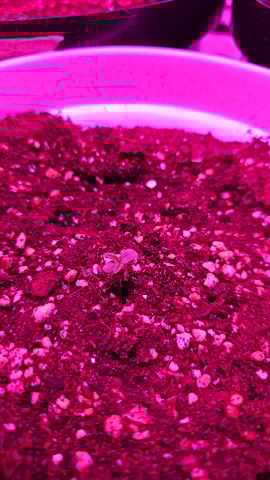 first grow adventure  — germination, day 5