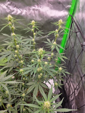 Auto RuntzxWreck — flower, day 21