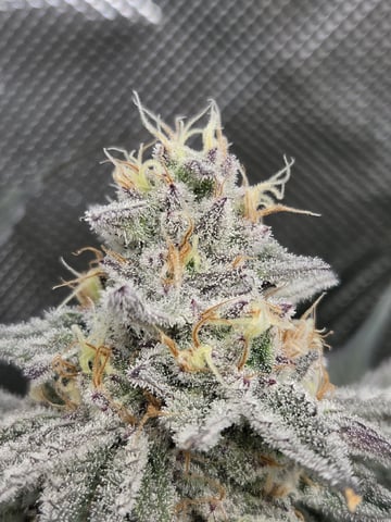 First Grow