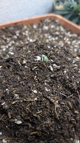 Summer Grow  — grow_setup, day 1