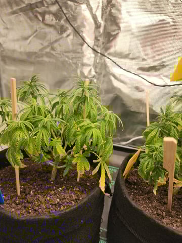 HE1E we GROW  — vegetative, day 66