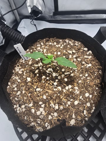 Dream beans burnt garlic — seedling_rooting, day 12