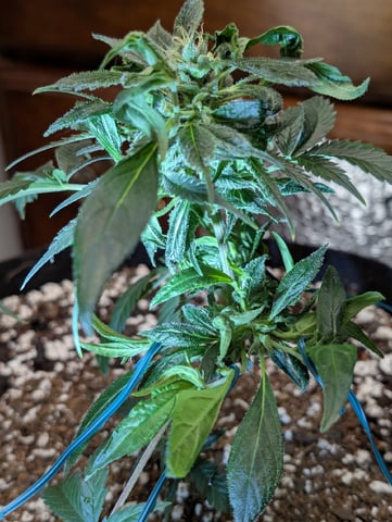 C99 CloneWars! — grow_setup, day 1