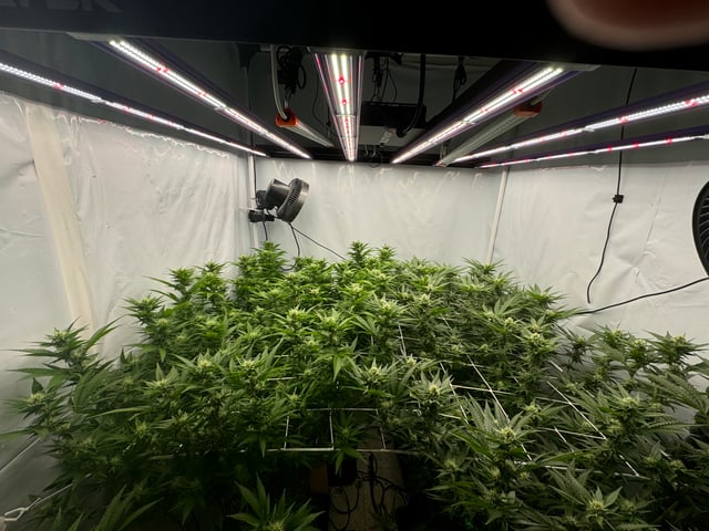 Permanent Marker, Gary Payton — flower, day 26