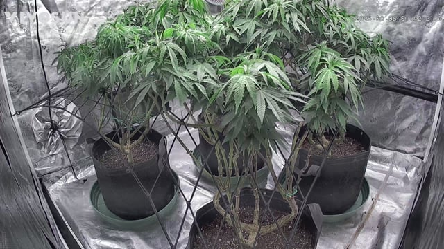 outdoor start/indoor 2025 — flower, day 146