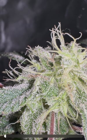 OG Kush — flower, day 127