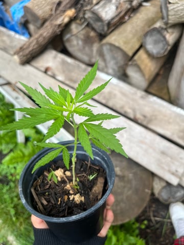 My First Grow — none, day 2