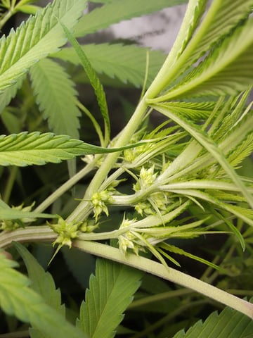 blue dream bag seed — dead, day 66