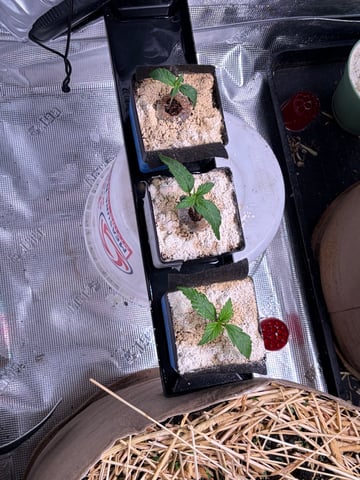 1.75 — vegetative, day 13