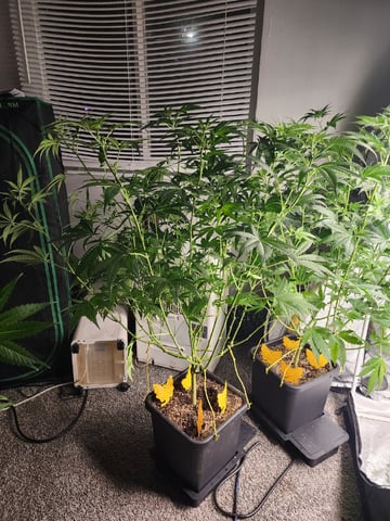 Hashburger And Lemon Deisel — harvest, day 3